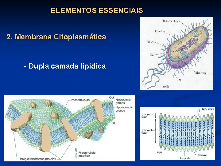 ELEMENTOS ESSENCIAIS 2. Membrana Citoplasmática - Dupla camada lipídica 