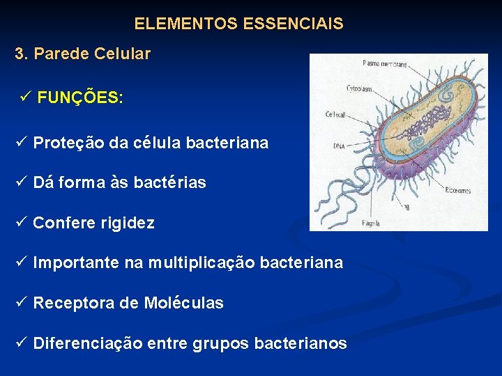 ELEMENTOS ESSENCIAIS 3. Parede Celular ü FUNÇÕES: ü Proteção da célula bacteriana ü Dá