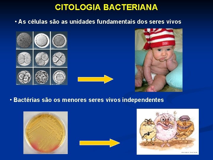 CITOLOGIA BACTERIANA • As células são as unidades fundamentais dos seres vivos • Bactérias