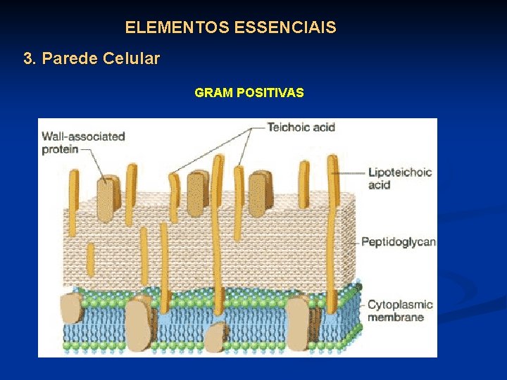 ELEMENTOS ESSENCIAIS 3. Parede Celular GRAM POSITIVAS 