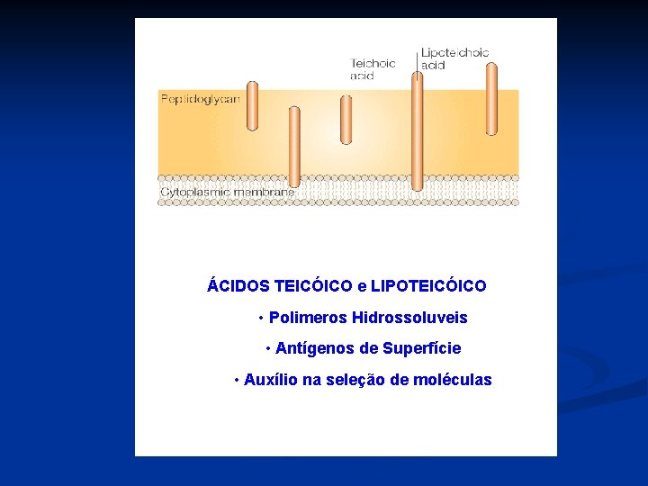 ÁCIDOS TEICÓICO e LIPOTEICÓICO • Polimeros Hidrossoluveis • Antígenos de Superfície • Auxílio na