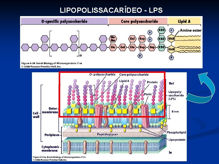 LIPOPOLISSACARÍDEO - LPS 