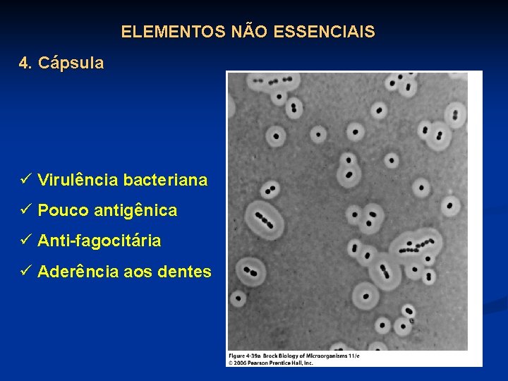 ELEMENTOS NÃO ESSENCIAIS 4. Cápsula ü Virulência bacteriana ü Pouco antigênica ü Anti-fagocitária ü