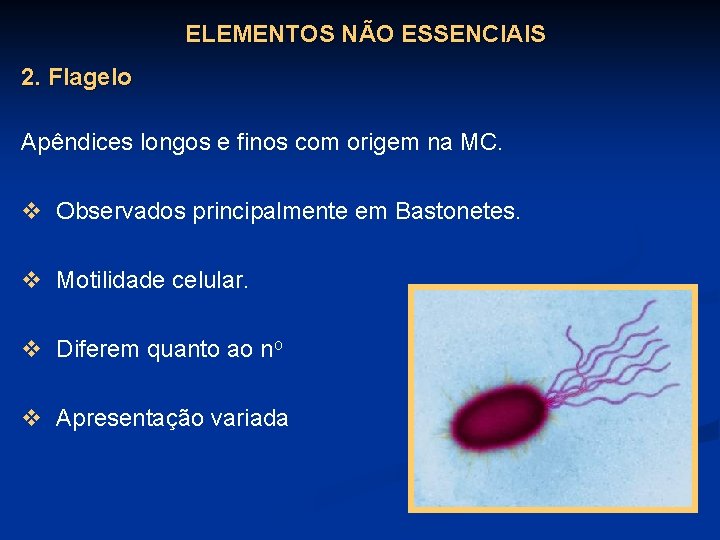 ELEMENTOS NÃO ESSENCIAIS 2. Flagelo Apêndices longos e finos com origem na MC. v