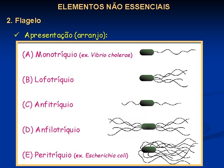 ELEMENTOS NÃO ESSENCIAIS 2. Flagelo ü Apresentação (arranjo): (A) Monotríquio (ex. Vibrio cholerae) (B)