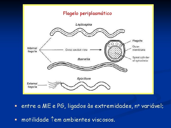 Flagelo periplasmático § entre a ME e PG, ligados às extremidades, no variável; §