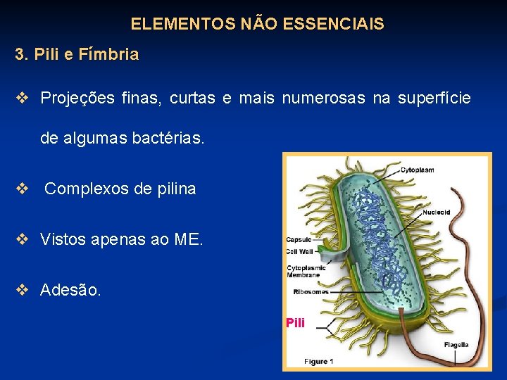 ELEMENTOS NÃO ESSENCIAIS 3. Pili e Fímbria v Projeções finas, curtas e mais numerosas