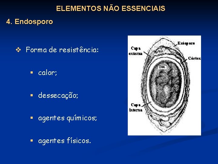 ELEMENTOS NÃO ESSENCIAIS 4. Endosporo v Forma de resistência: § calor; § dessecação; §