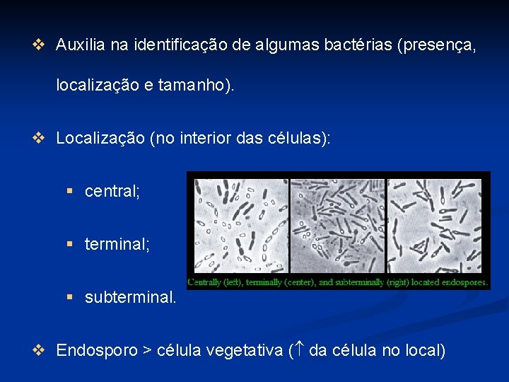 v Auxilia na identificação de algumas bactérias (presença, localização e tamanho). v Localização (no