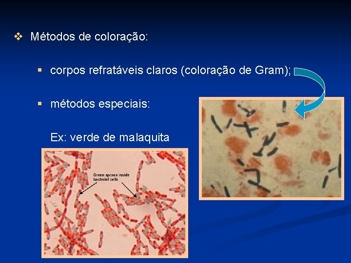v Métodos de coloração: § corpos refratáveis claros (coloração de Gram); § métodos especiais: