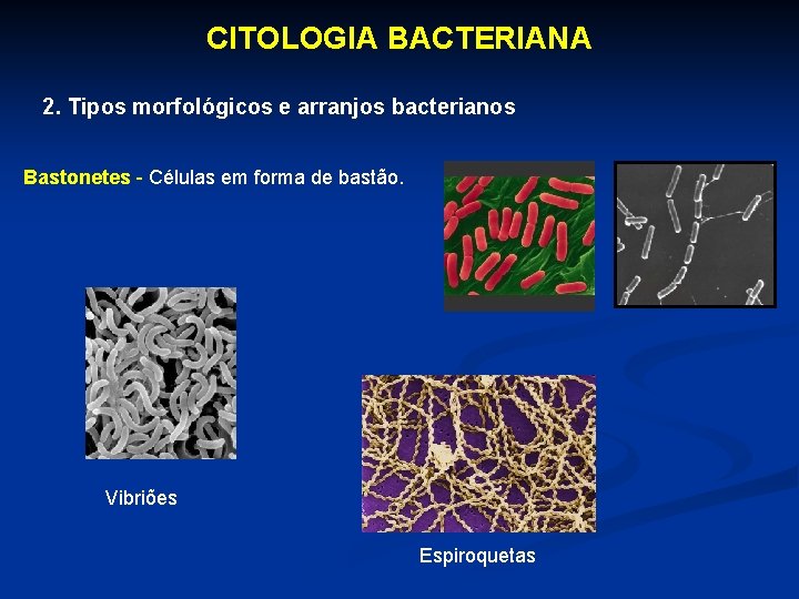 CITOLOGIA BACTERIANA 2. Tipos morfológicos e arranjos bacterianos Bastonetes - Células em forma de