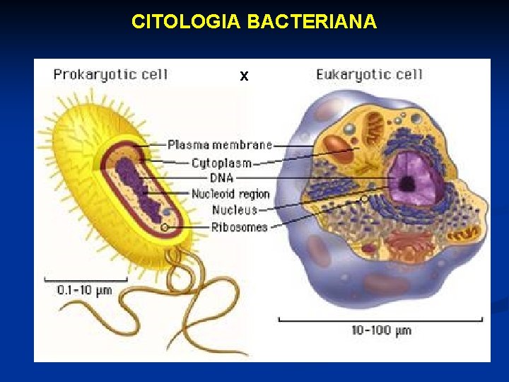 CITOLOGIA BACTERIANA x 