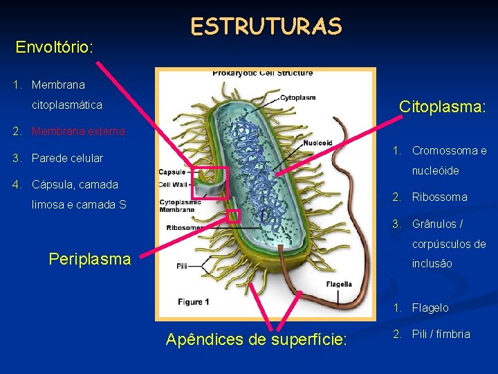 Envoltório: ESTRUTURAS 1. Membrana Citoplasma: citoplasmática 2. Membrana externa 1. Cromossoma e 3. Parede