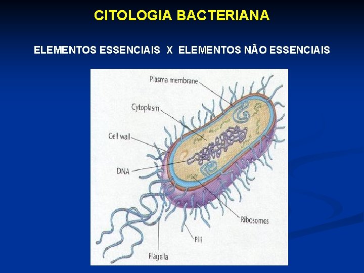CITOLOGIA BACTERIANA ELEMENTOS ESSENCIAIS X ELEMENTOS NÃO ESSENCIAIS 