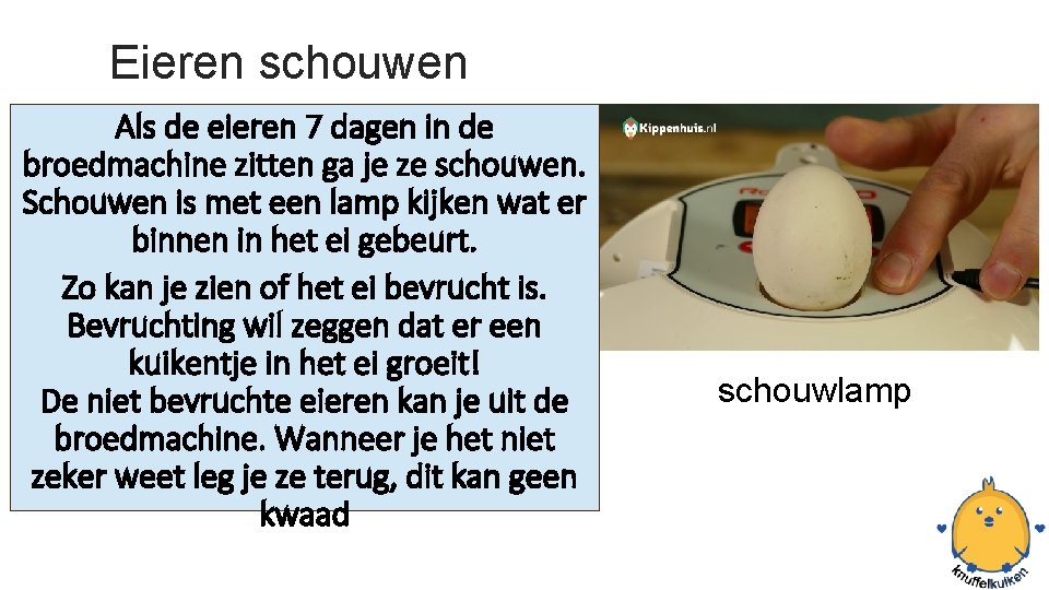 Eieren schouwen Als de eieren 7 dagen in de broedmachine zitten ga je ze