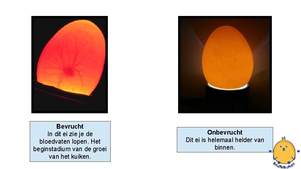 Bevrucht In dit ei zie je de bloedvaten lopen. Het beginstadium van de groei