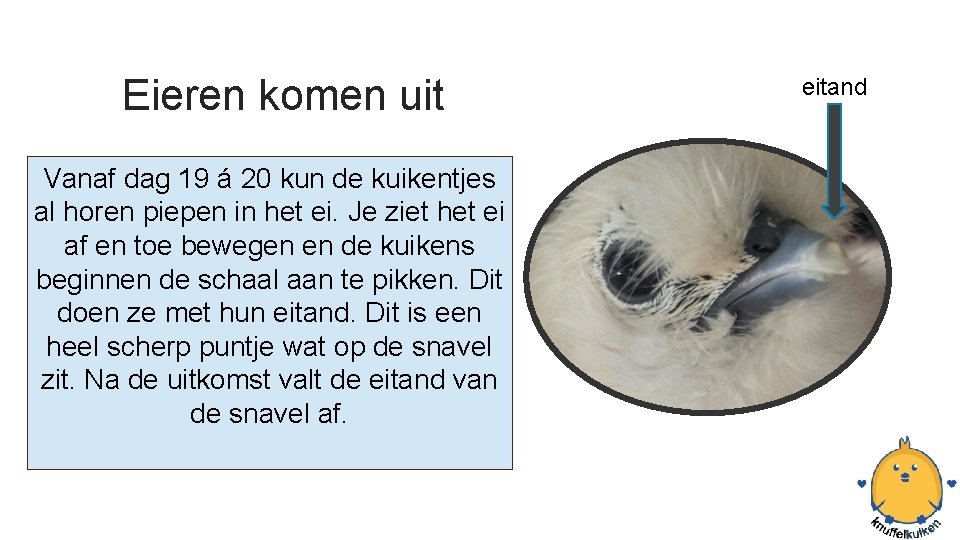 Eieren komen uit Vanaf dag 19 á 20 kun de kuikentjes al horen piepen