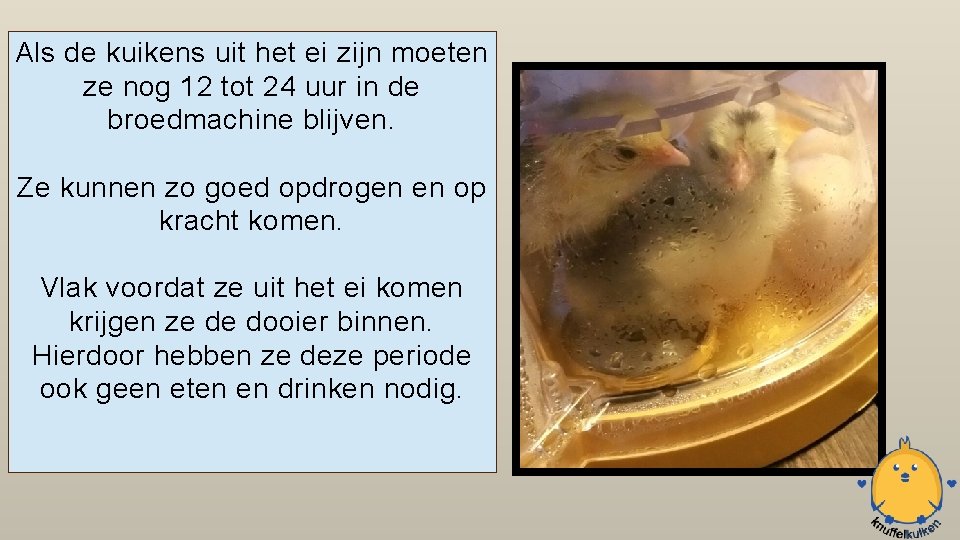 Als de kuikens uit het ei zijn moeten ze nog 12 tot 24 uur