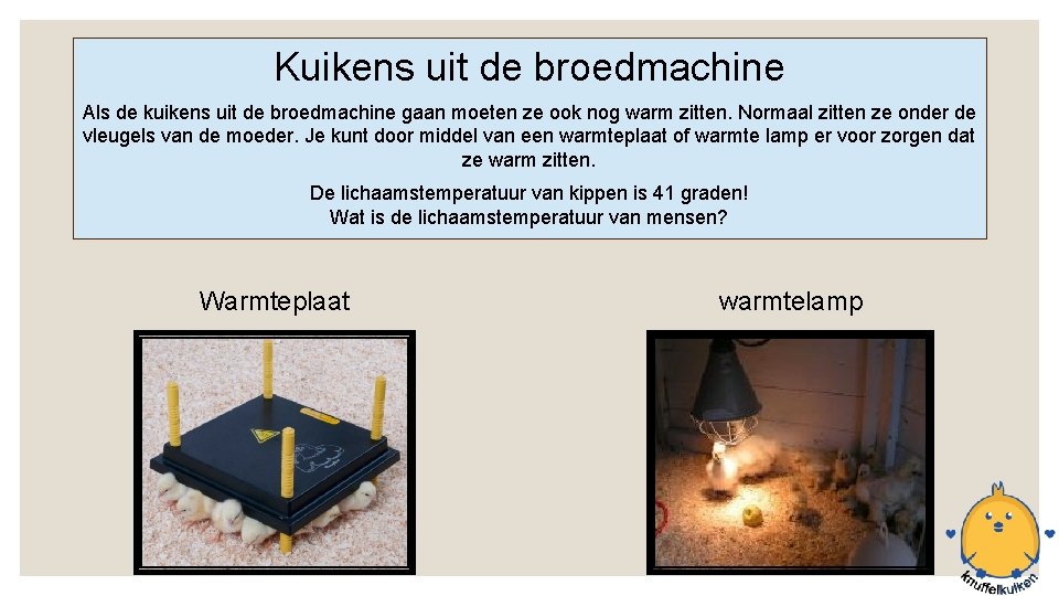 Kuikens uit de broedmachine Als de kuikens uit de broedmachine gaan moeten ze ook