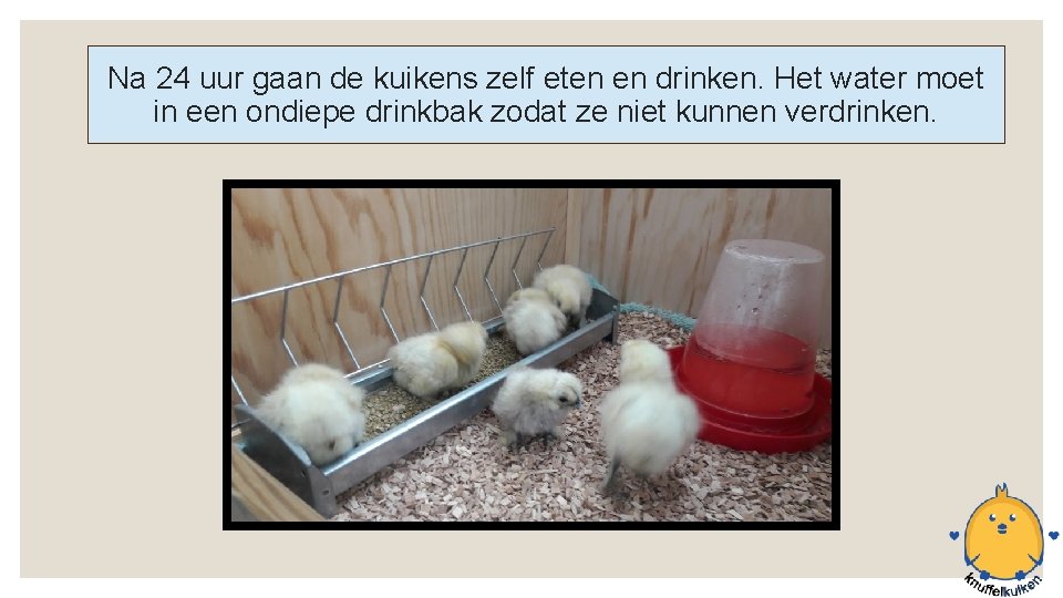 Na 24 uur gaan de kuikens zelf eten en drinken. Het water moet in