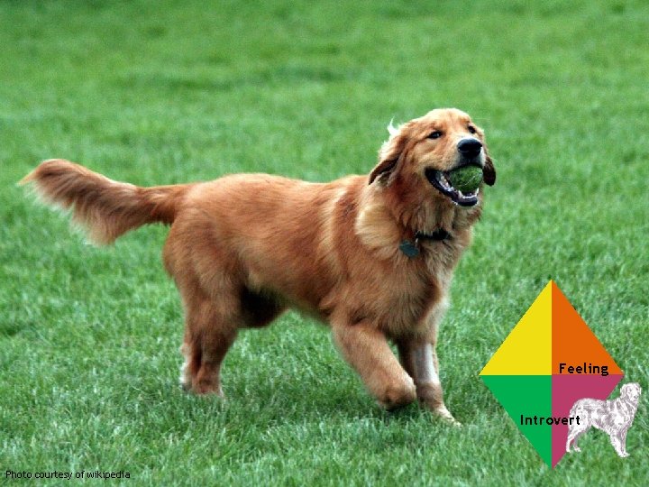  Pic only Feeling Introvert Photo courtesy of wikipedia 