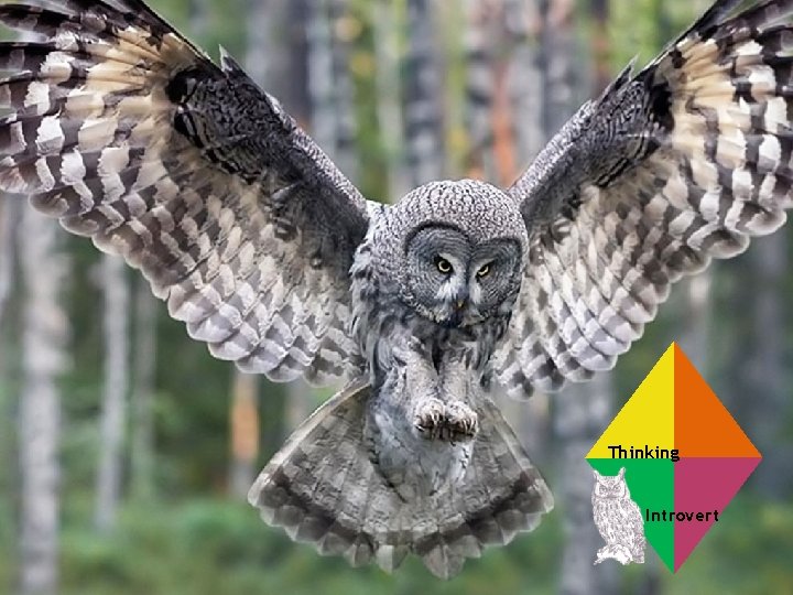  Pic only Thinking Introvert 