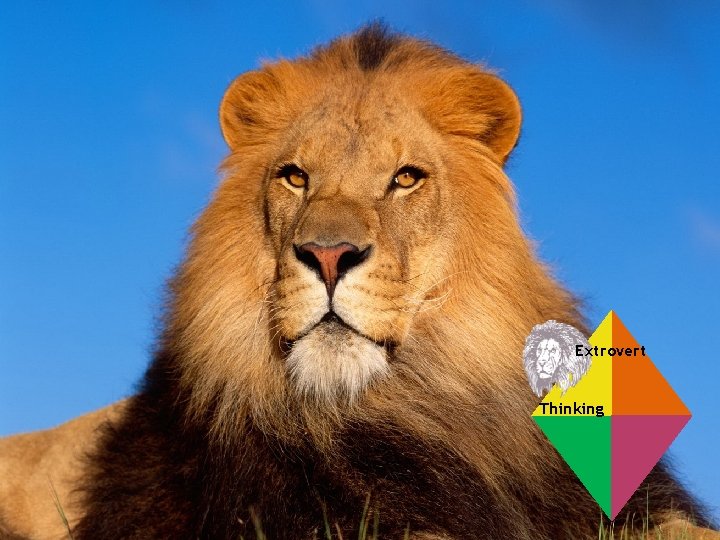 Extrovert Thinking Photo courtesy of hdwallpapers. com 