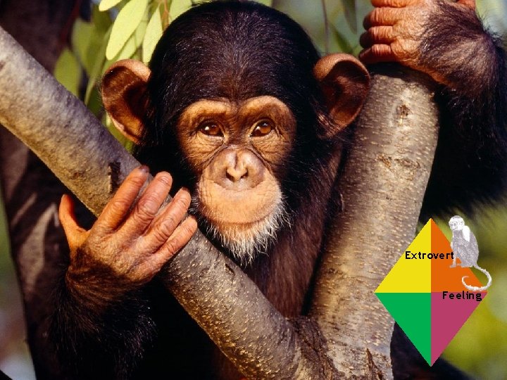  Pic only Extrovert Feeling Photo courtesy of sciencecakes. com 