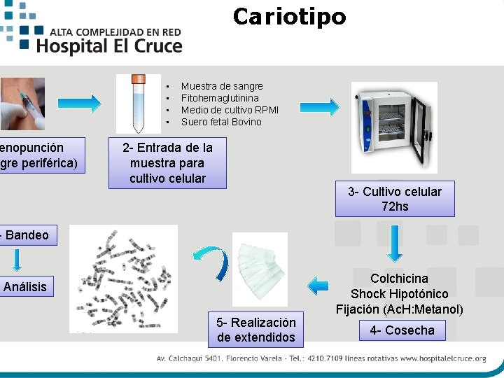 Cariotipo • • enopunción gre periférica) Muestra de sangre Fitohemaglutinina Medio de cultivo RPMI