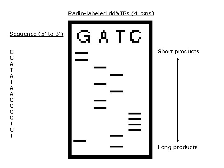 Radio-labeled dd. NTPs (4 rxns) Sequence (5’ to 3’) G G A T A