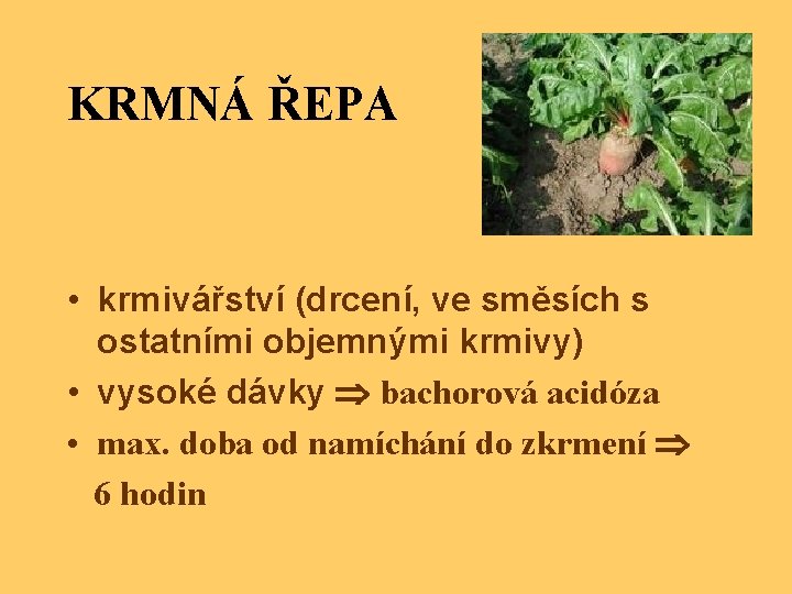 KRMNÁ ŘEPA • krmivářství (drcení, ve směsích s ostatními objemnými krmivy) • vysoké dávky