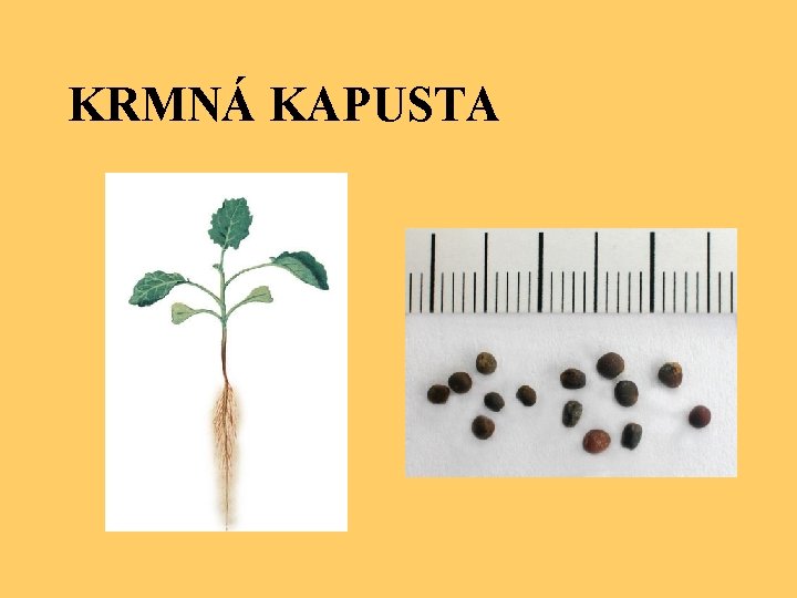KRMNÁ KAPUSTA 