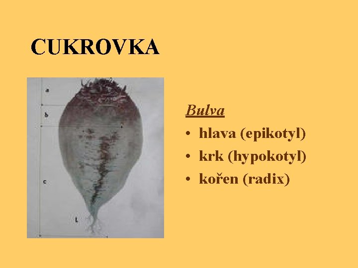 CUKROVKA Bulva • hlava (epikotyl) • krk (hypokotyl) • kořen (radix) 