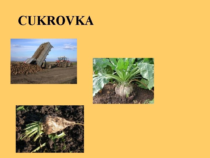 CUKROVKA 