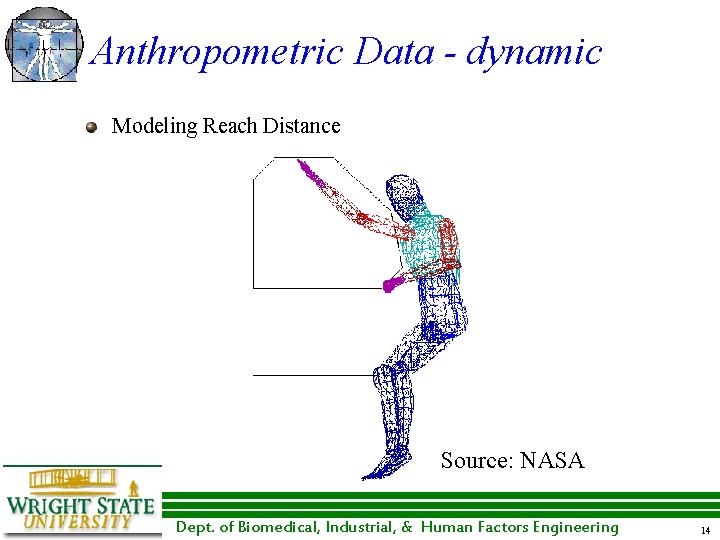 Anthropometric Data - dynamic Modeling Reach Distance Source: NASA Dept. of Biomedical, Industrial, &