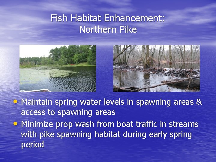 Fish Habitat Enhancement: Northern Pike • Maintain spring water levels in spawning areas &