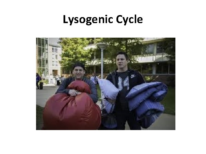 Lysogenic Cycle 
