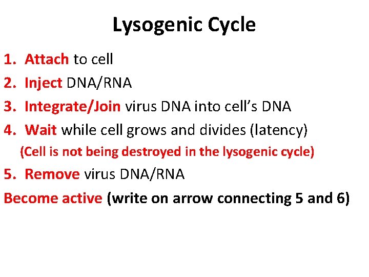 Lysogenic Cycle 1. 2. 3. 4. Attach to cell Inject DNA/RNA Integrate/Join virus DNA