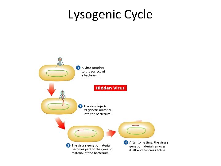 - Viruses Lysogenic Cycle 