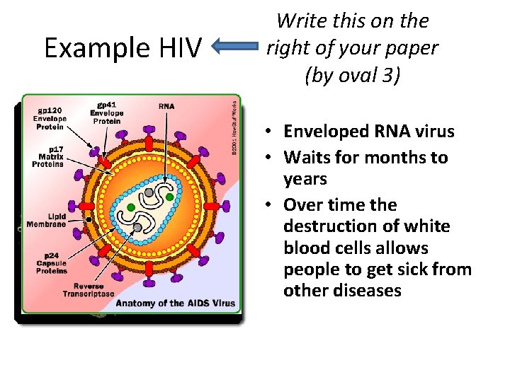 Example HIV Write this on the right of your paper (by oval 3) •
