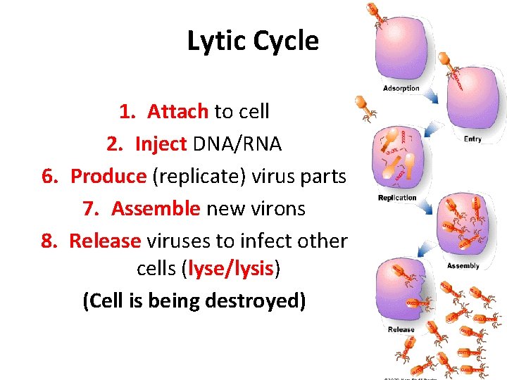 Lytic Cycle 1. Attach to cell 2. Inject DNA/RNA 6. Produce (replicate) virus parts