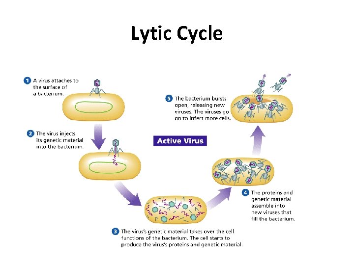 - Viruses Lytic Cycle 