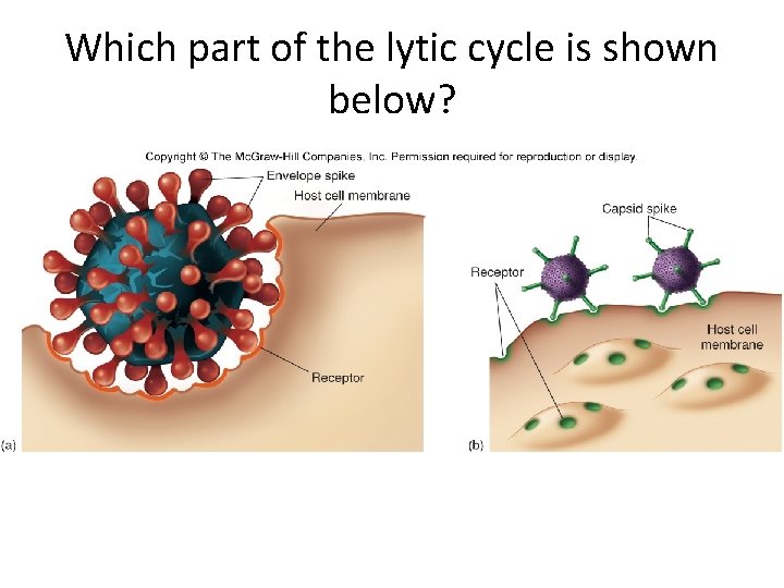 Which part of the lytic cycle is shown below? 