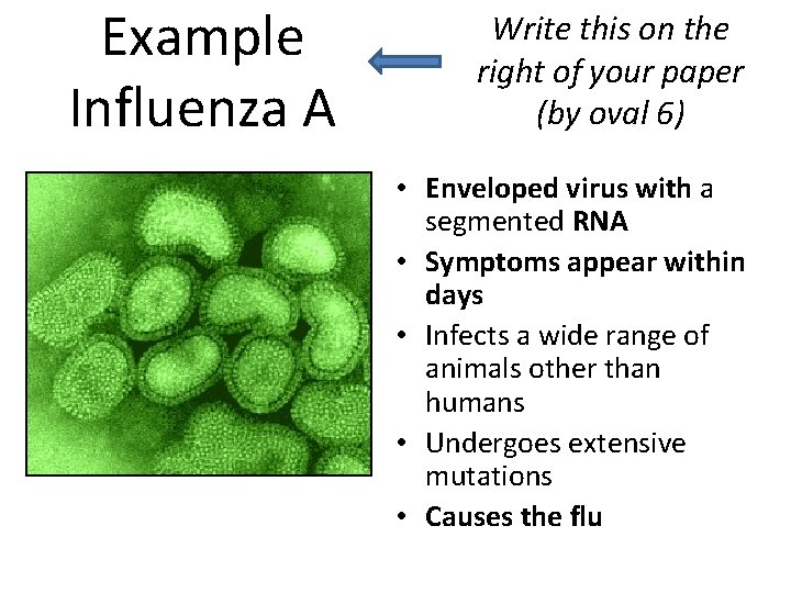 Example Influenza A Write this on the right of your paper (by oval 6)
