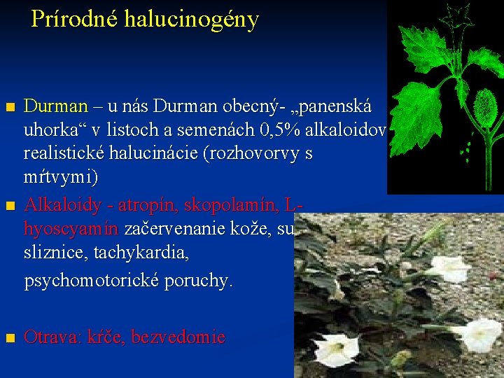 Prírodné halucinogény Durman – u nás Durman obecný- „panenská uhorka“ v listoch a semenách