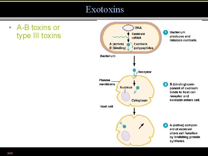 Exotoxins • A-B toxins or type III toxins 2008 Figure 15. 5 