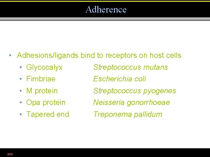 Adherence • Adhesions/ligands bind to receptors on host cells 2008 • Glycocalyx Streptococcus mutans