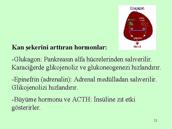 Kan şekerini arttıran hormonlar: -Glukagon: Pankreasın alfa hücrelerinden salıverilir. Karaciğerde glikojenoliz ve glukoneogenezi hızlandırır.