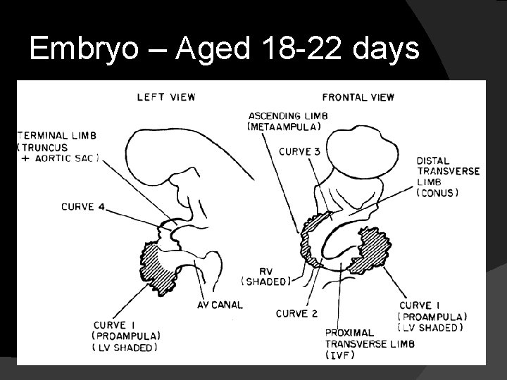 Embryo – Aged 18 -22 days 