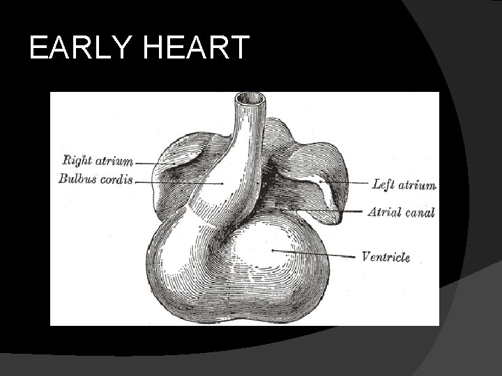 EARLY HEART 